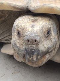 Close-up of tortoise