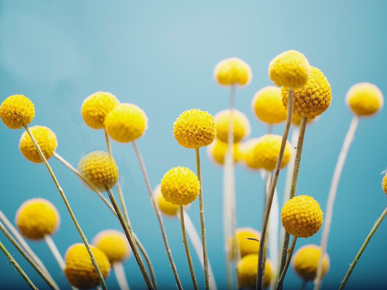 yellow, flower, nature, growth, fragility, freshness, beauty in nature, plant, day, no people, close-up, outdoors, low angle view, sky, blooming, flower head