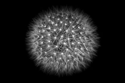 Close-up of dandelion flower
