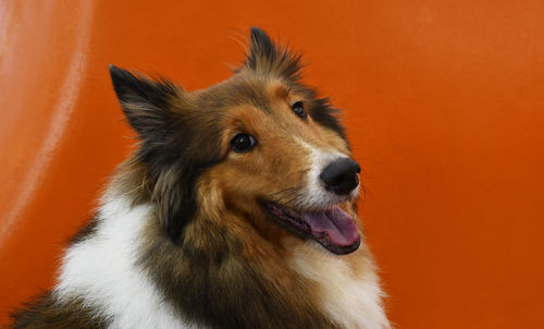Close-up of a dog over orange background