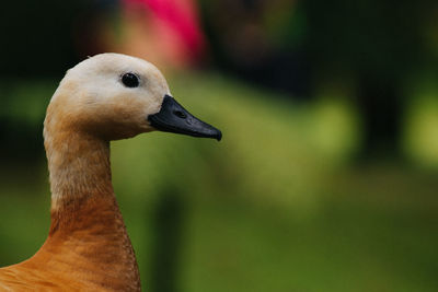 Close-up of bird