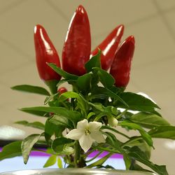 Close-up of red flower