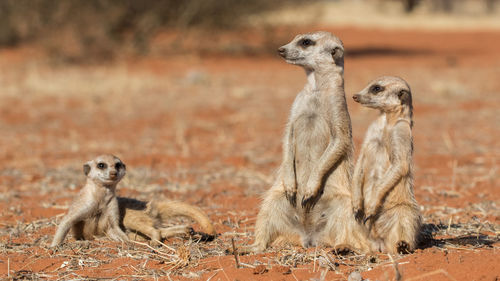 Meerkat family, suricata suricatta,, kalahari desert, namibia