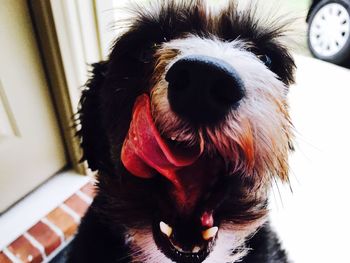 Close-up portrait of dog at home