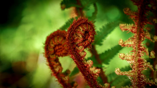 Close-up of red flowers