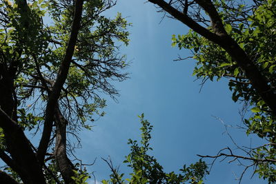Low angle view of trees against blue sky