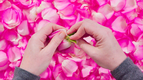 Cropped hand of woman holding pink rose