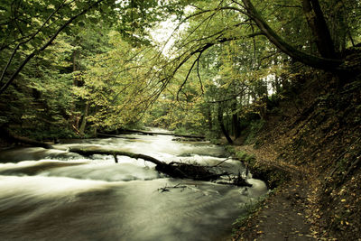 River flowing amidst trees in forest