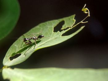 Close-up of ant on leaf