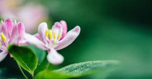 Close-up of pink flowering plant