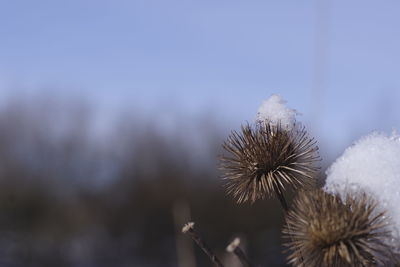 Close-up of dandelion on plant during winter