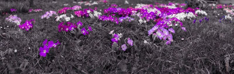 Close-up of pink flowers blooming in field