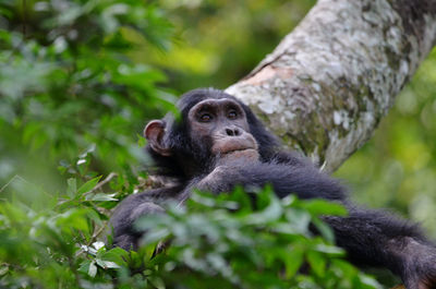 Close-up of monkey on tree