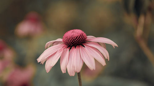 Close-up of pink flower