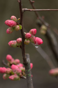 Close-up of pink flowers