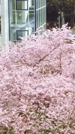 Pink flowers blooming on tree