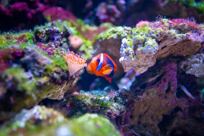 Close-up of fish swimming in sea