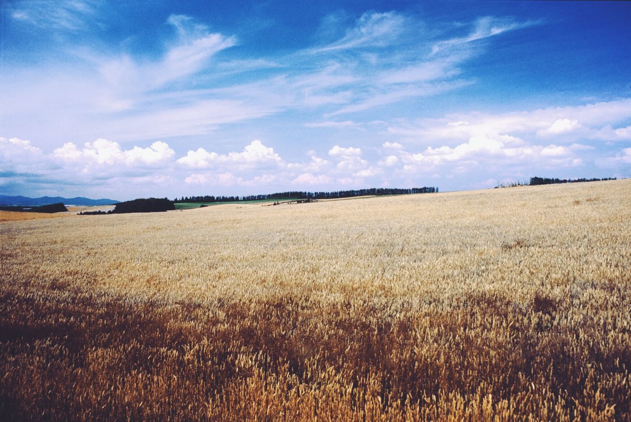 field, landscape, agriculture, rural scene, tranquil scene, sky, tranquility, scenics, farm, beauty in nature, nature, crop, horizon over land, blue, growth, cloud - sky, cloud, grass, cultivated land, plant