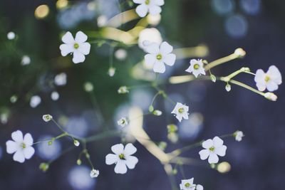 Close-up of white flowers