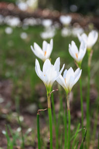 Close-up of white crocus blooming on field