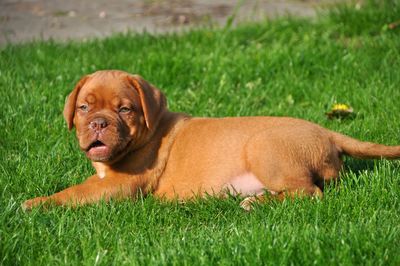 View of dog relaxing on grass