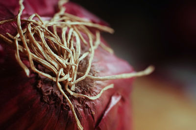 Close-up of dry plant