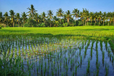 View of rice paddy field