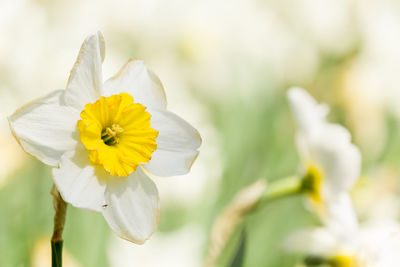 Close-up of white flowering plant