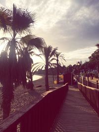 Palm trees against sky