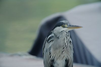 Close-up of bird