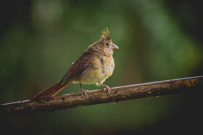 Close-up of bird perching on branch