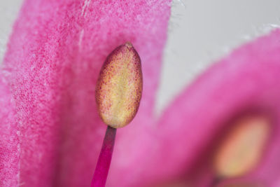 Extreme close-up of pink flower