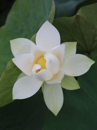 Close-up of flower blooming outdoors