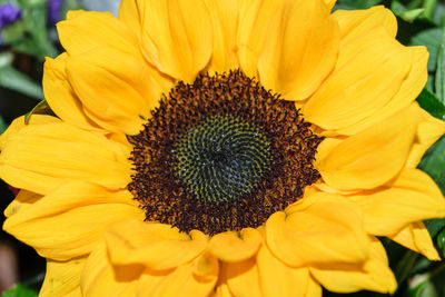 Close-up of sunflower blooming outdoors