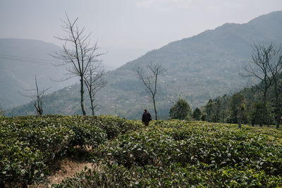 Rear view of man walking amidst plants on mountain