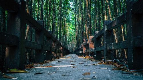 Footpath amidst trees in forest