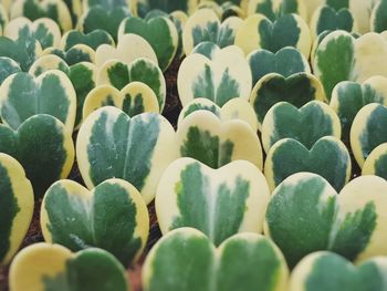 Full frame shot of succulent plants