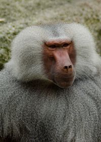 Close-up of hairy monkey looking away