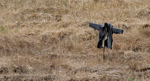 Scarecrow on the field