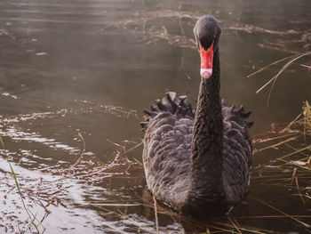 Close-up of swan swimming in lake