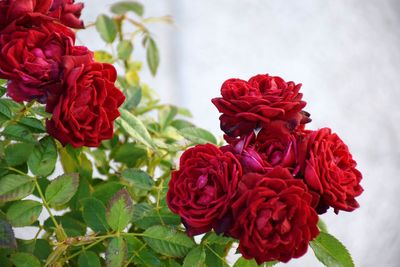 Close-up of rose bouquet