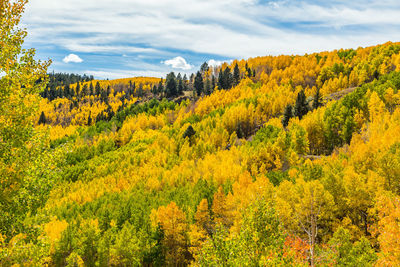 Yellow flowers growing in forest