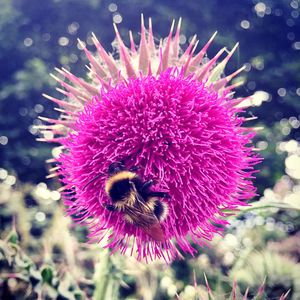 Close-up of honey bee on thistle
