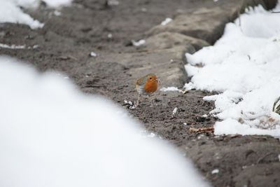 High angle view of bird