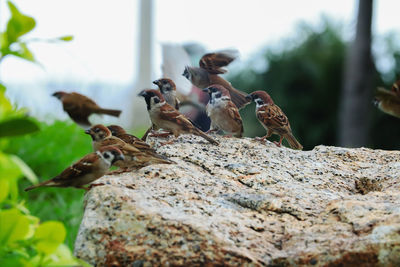 Close-up of birds on rock