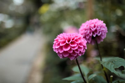 Close-up of pink flowering plant