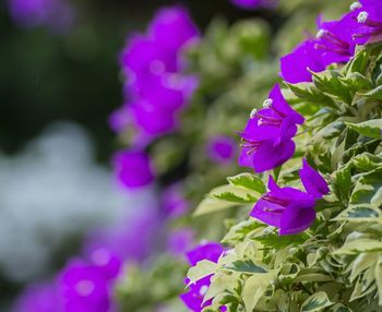 Close-up of purple flowers blooming
