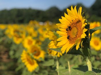 Close-up of honey bee on sunflower