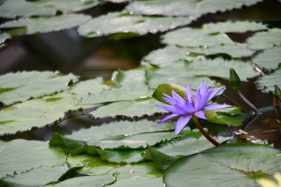 Close-up of purple lotus water lily in lake