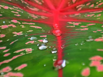 Close-up of water drops on leaf